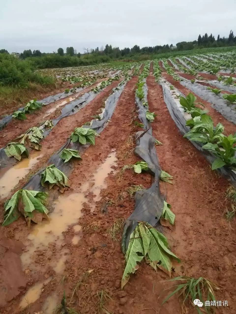 火箭队遭遇暴雨袭击,未来前景堪忧 火箭队遭遇暴雨袭击,未来前景堪忧